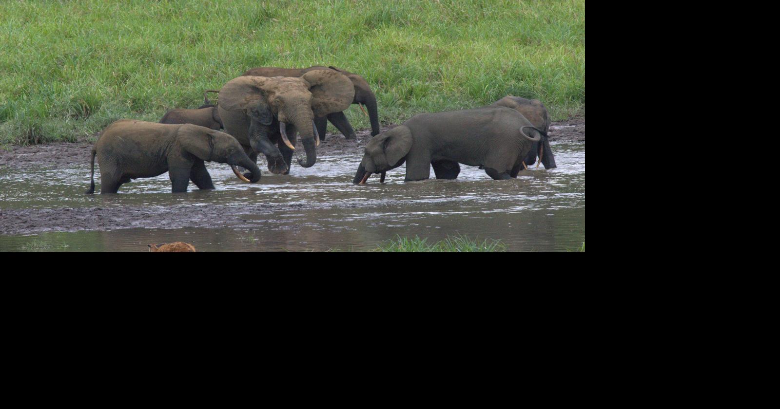 Big-Game Hunter Tragically Killed by Elephant in Gabon Forest |