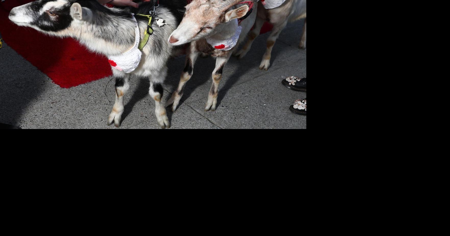 I Goat You Babe: San Francisco Goat Fashion Show Brings The Love