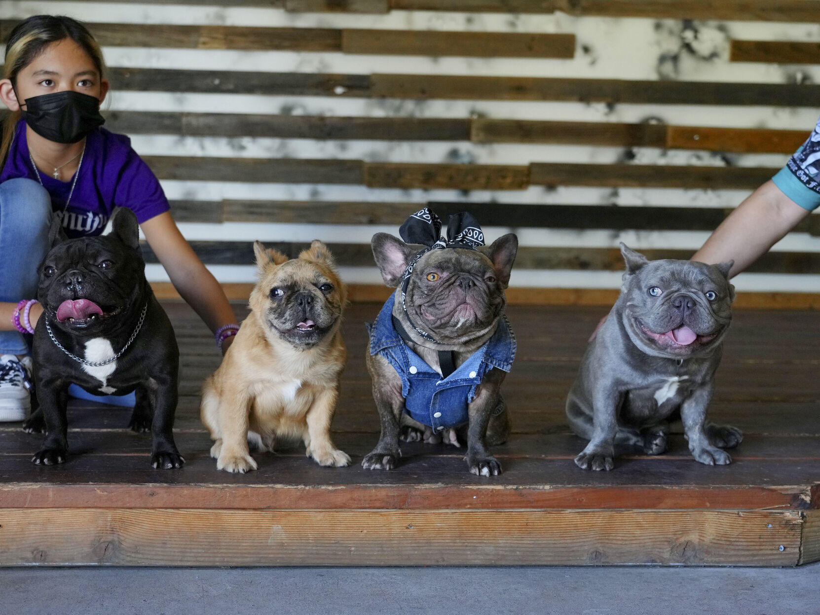 Never mind your wallet. Armed robbers want your French bulldog. San Francisco News sfexaminer