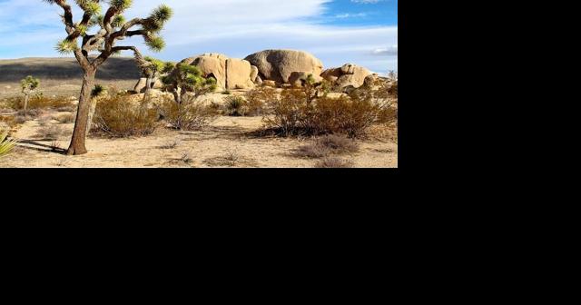 Big decision coming on protected Joshua trees - Vimarsana News