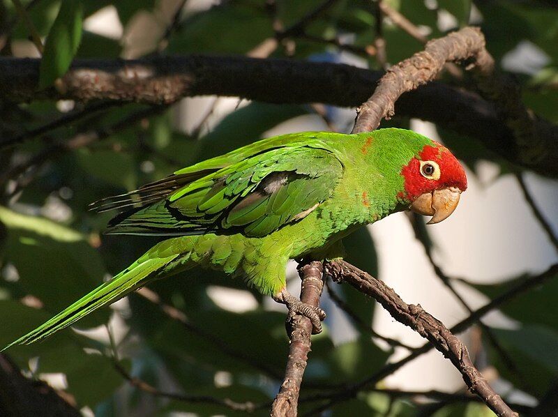 Parrots vs. sea lions: Battle for the Official Animal of San Francisco