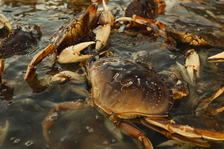 CA crab season is closing. Here's which seafood is next