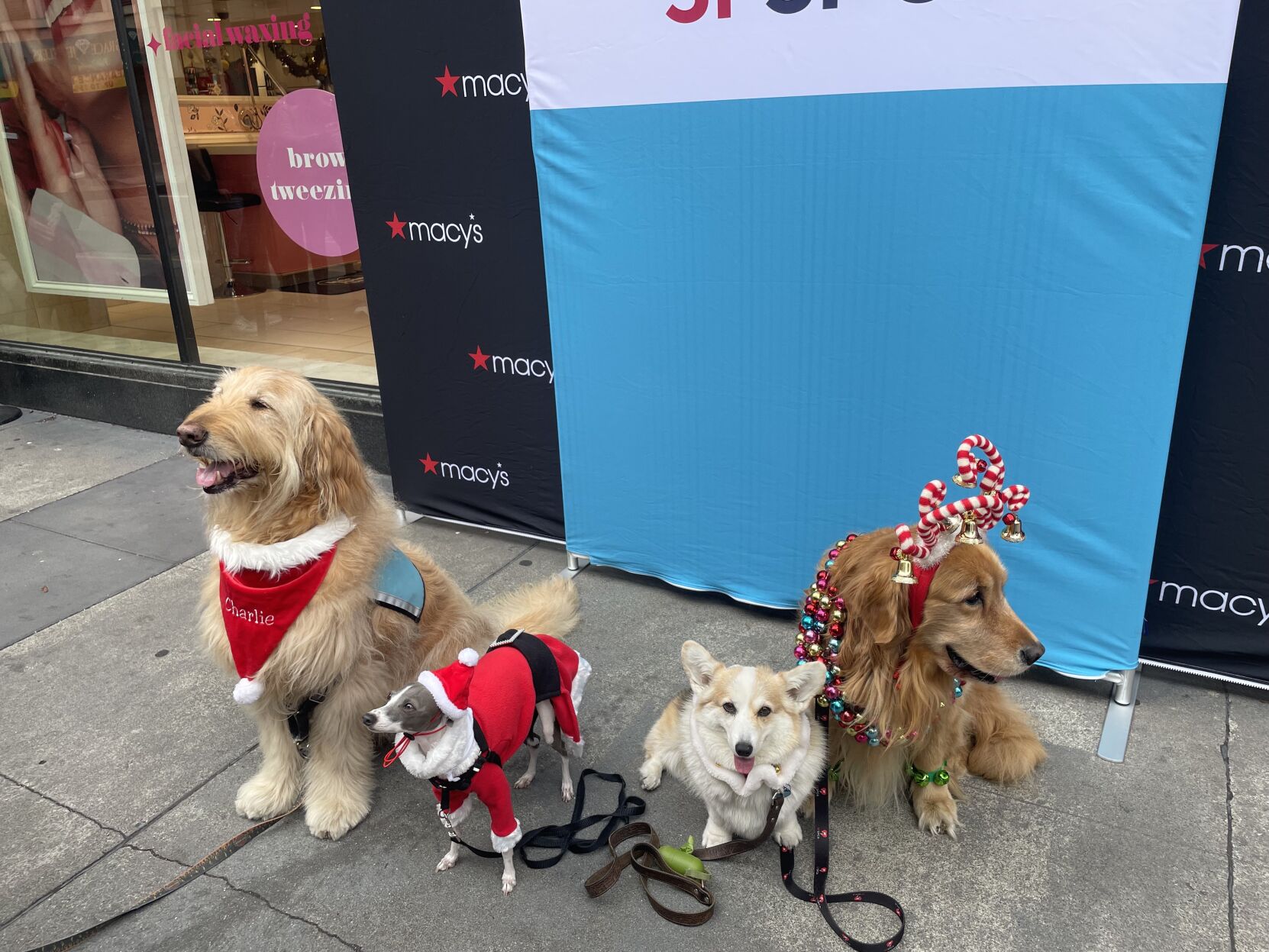 SF SPCA puppies kittens back in Macy s Union Square windows The