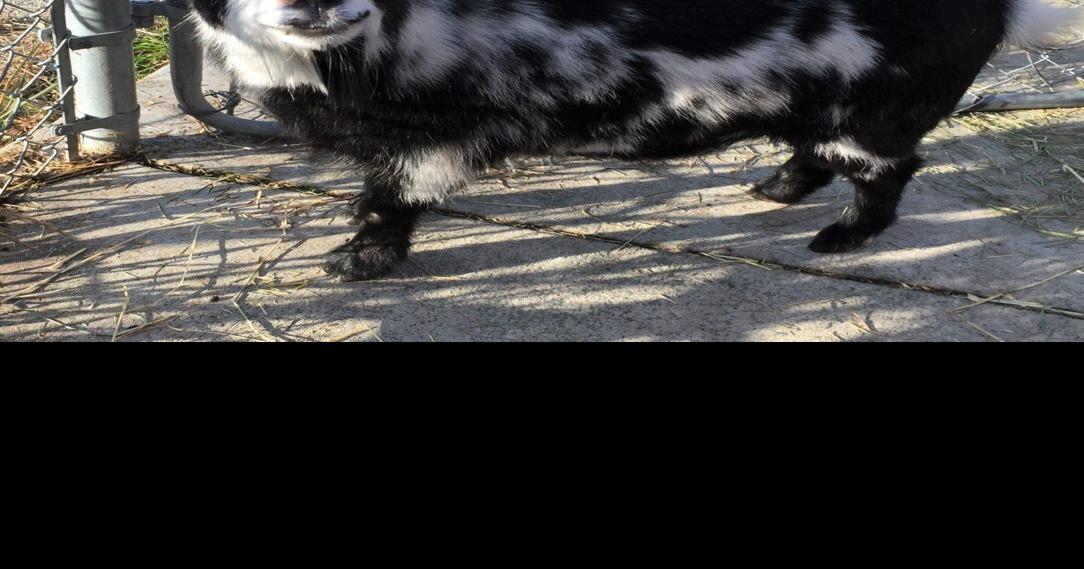 Pygmy goat available for adoption at Peninsula Humane Society San