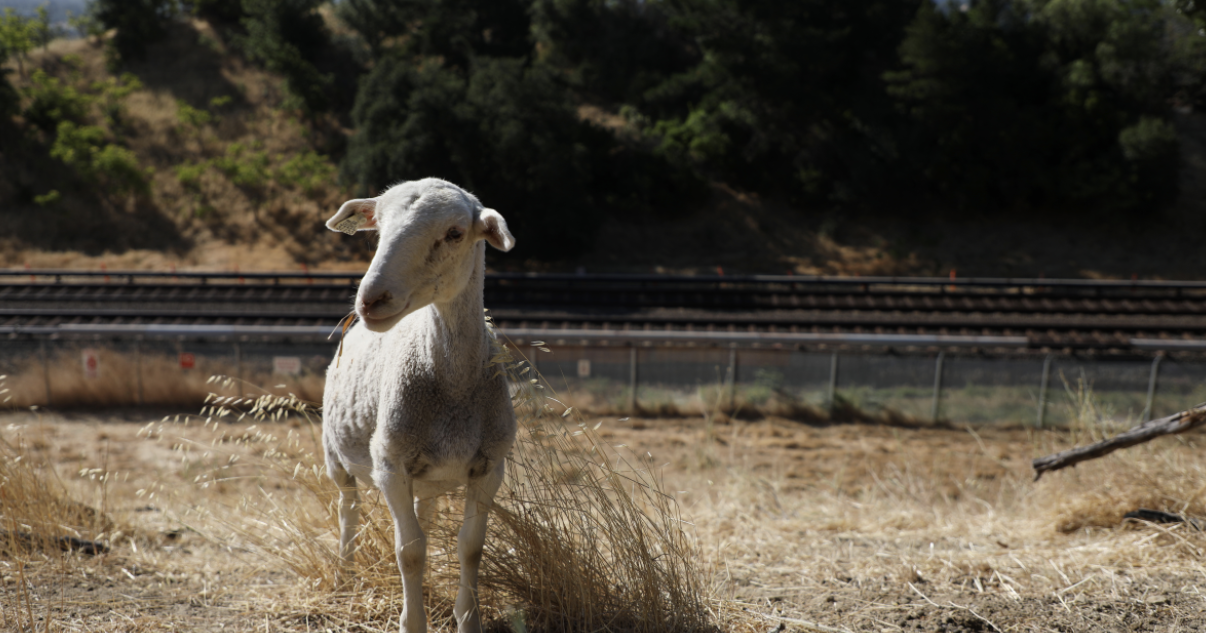 Why BART turned to sheep to reduce wildfire risk this summer | Climate Change - Vimarsana News
