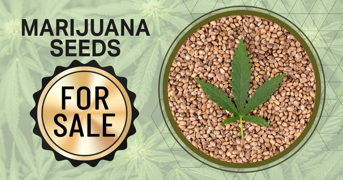 Reputable Cannabis Seed Banks to Buy Marijuana Seeds Online | Marketplace - Vimarsana News
