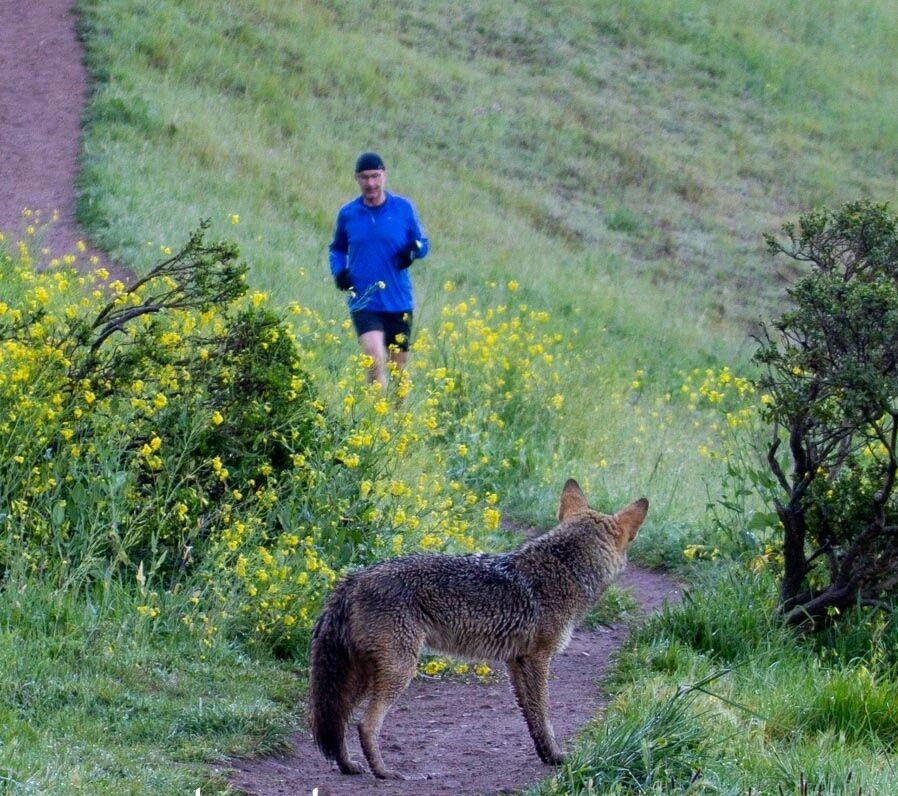 Coyotes are a fact of life, and pet owners should be wary