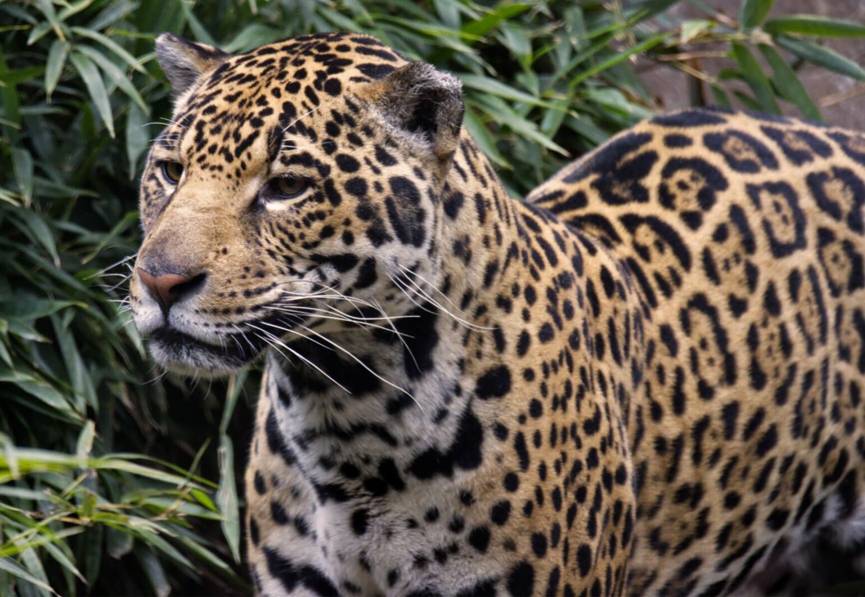 San Francisco Zoo jaguar first to live in city this century Culture