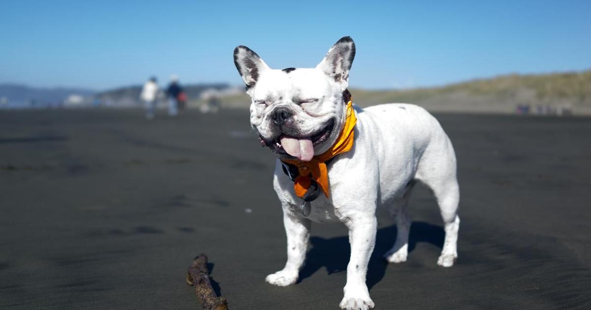 SF loves French Bulldogs, according to the American Kennel Club |  Culture