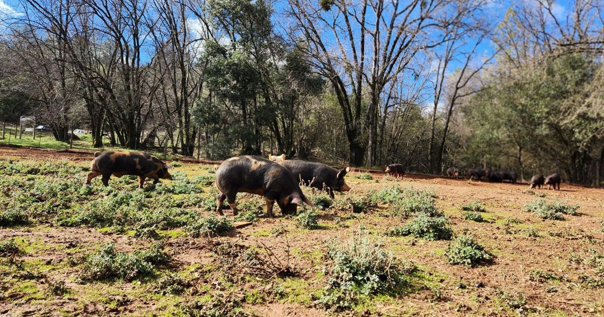Congress targets California pig-farming rules