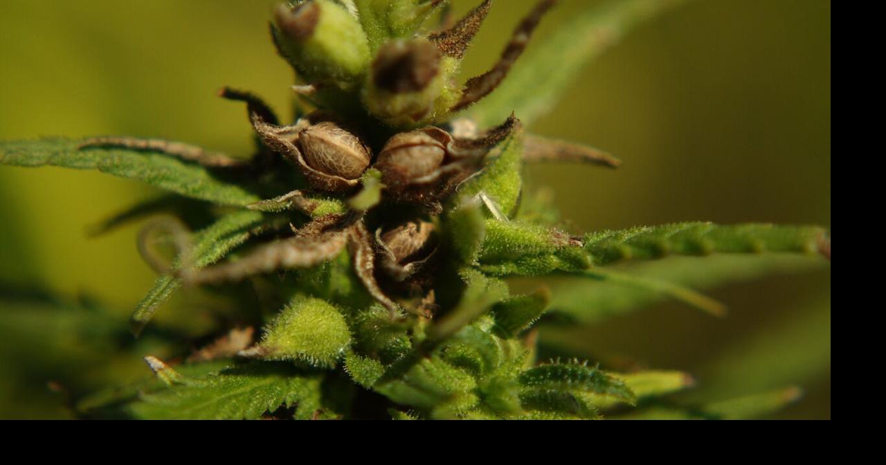 to the Future of Cannabis Wellness FarmBill Compliant THCa