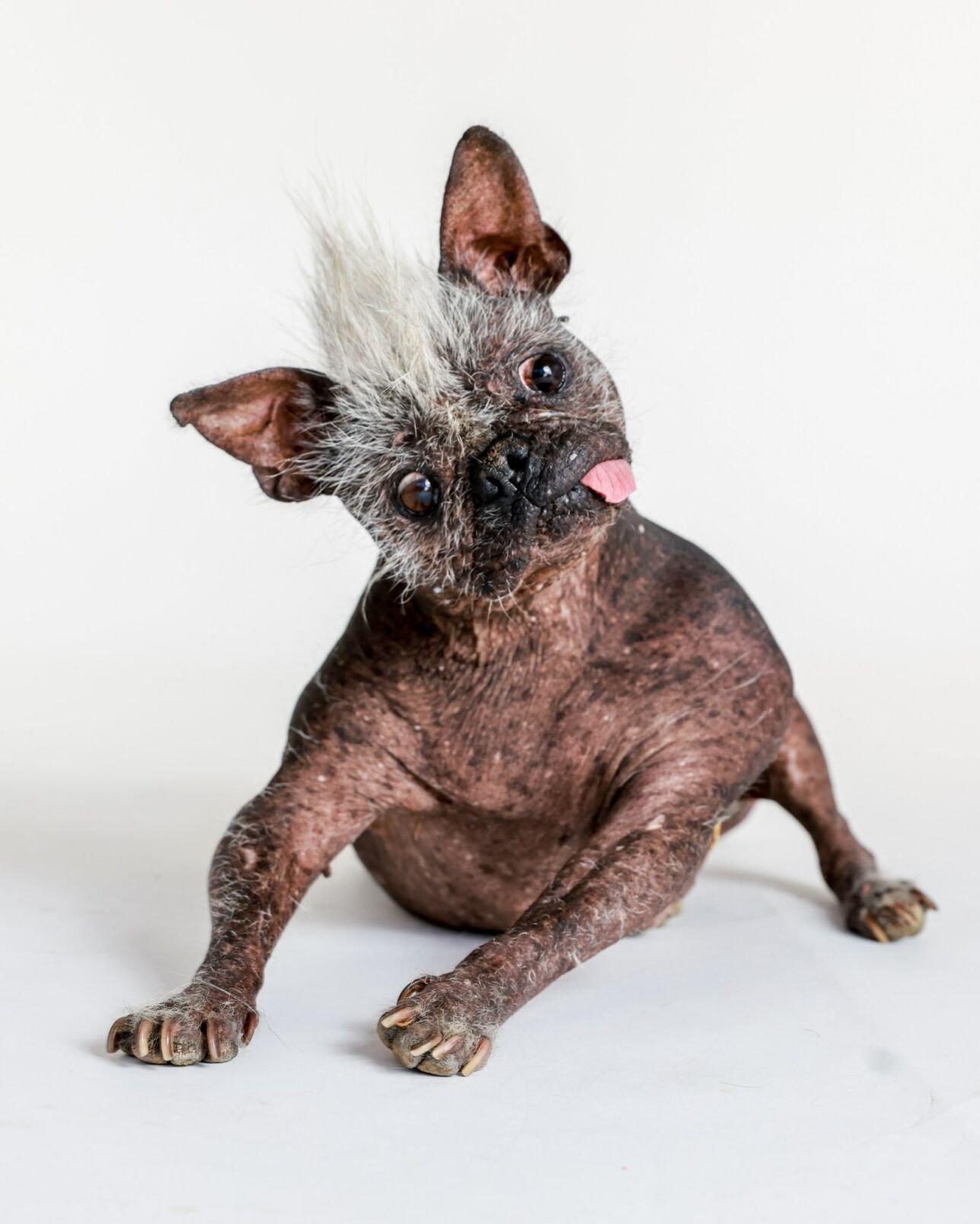 Ugly sales hairless chihuahua