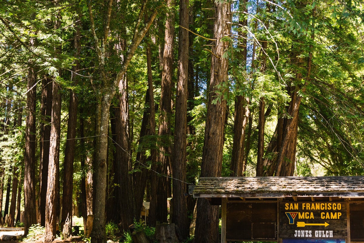 YMCA summer camp old growth redwoods now protected Fixes