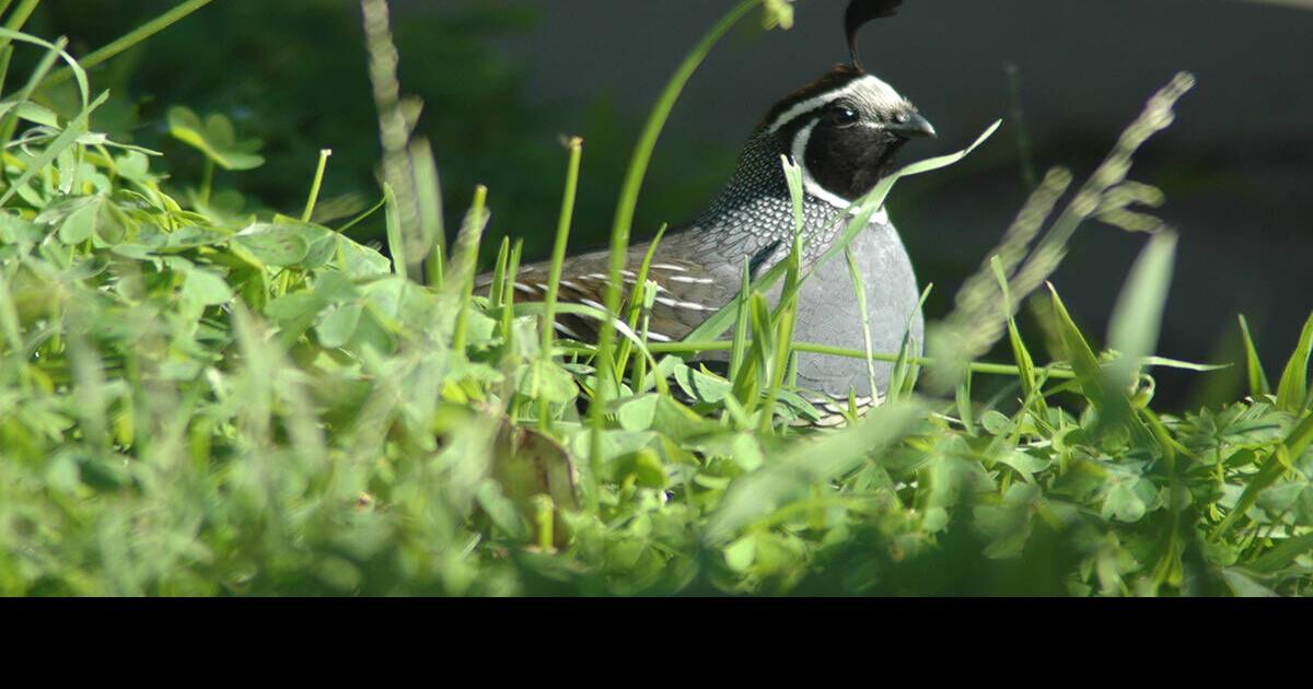 Feasibility and Hope: Planning the Return of California Quail to