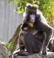 San Francisco Zoo celebrates birth of baby mandrill