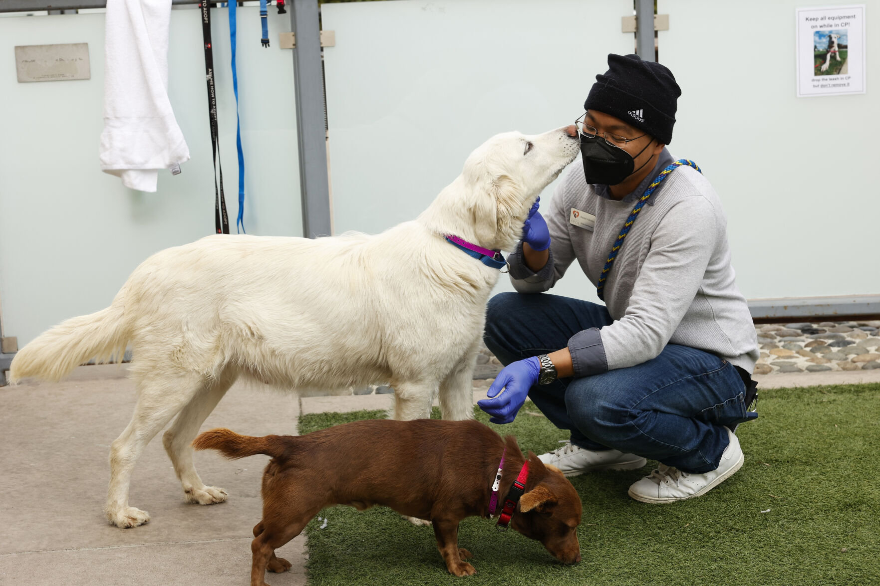 Surrendering a dog to the hot sale spca nz