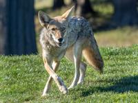 A New Alpha Coyote in San Francisco's Presidio - Bay Nature