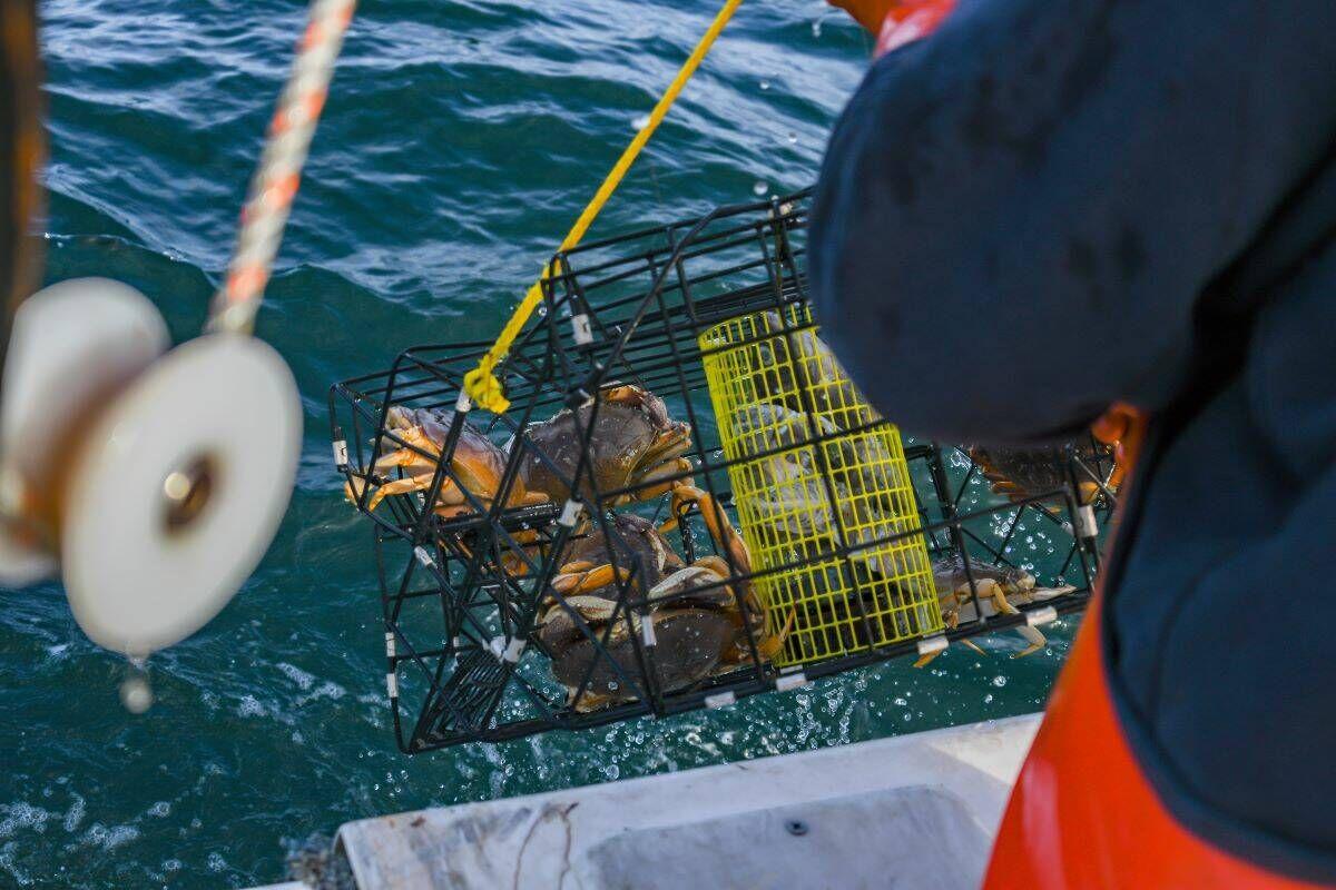 CA crab season is closing. Here's which seafood is next, Climate