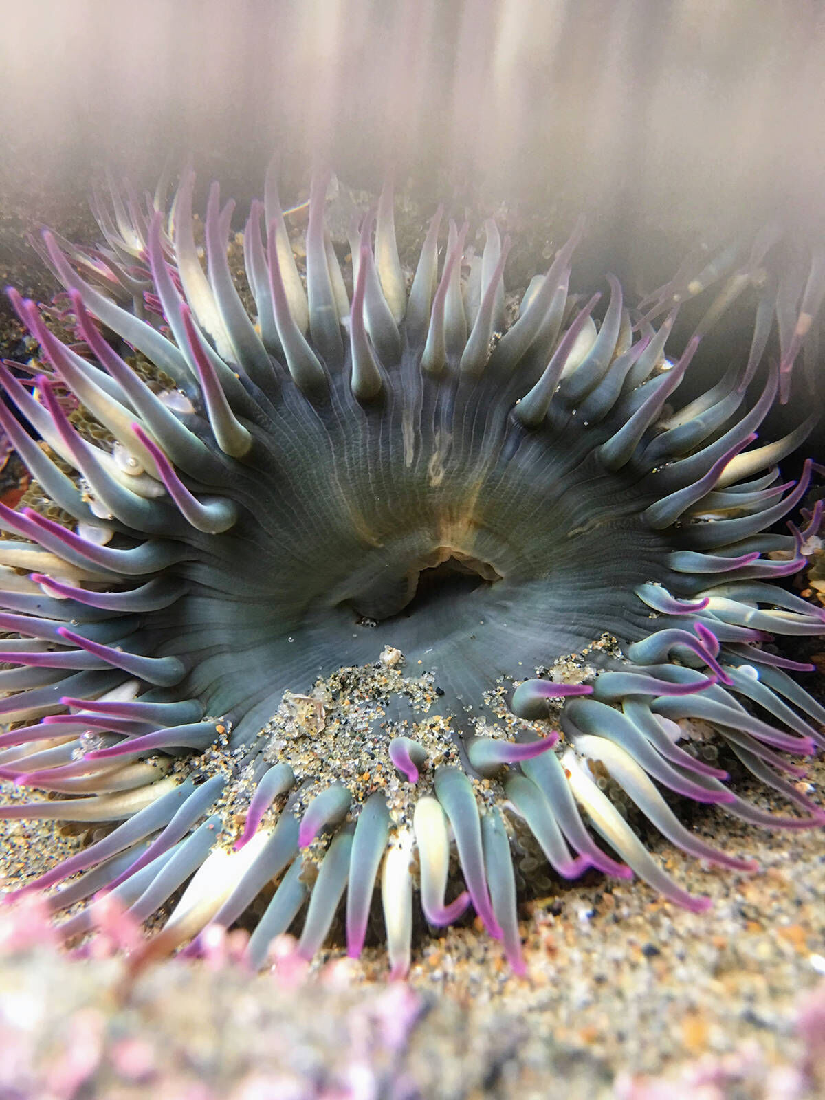 How sea anemones feel the pinch of climate change | Lifestyles