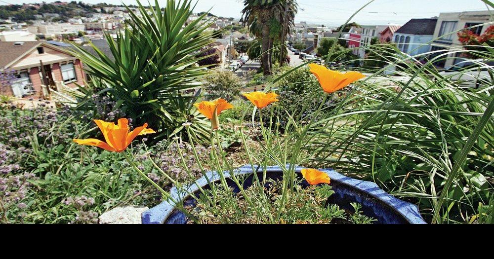 Helping communities make S.F. bloom San Francisco News