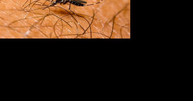 Heavy rains in San Francisco may lead to pest outbreaks | Weather - Vimarsana News