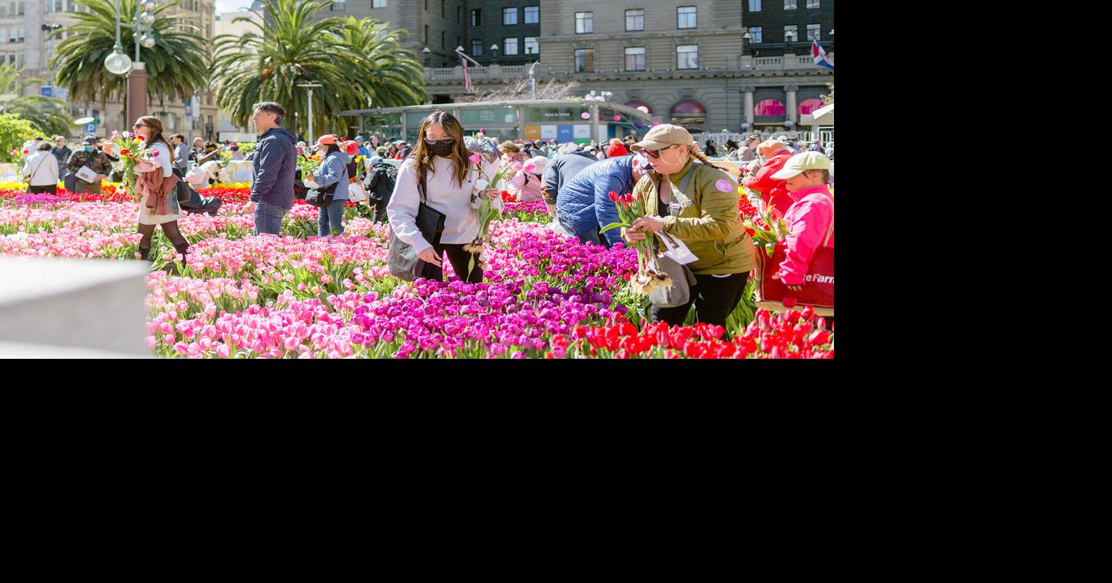 Flower Festivals of the US : Arts & Culture : Travel Channel