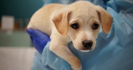 San Francisco SPCA launches new program to address vet shortage | News |  