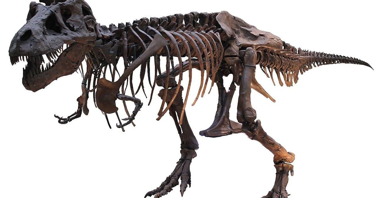 T. Rex fossil sells for $50.1 million, putting the king back on top Julia Jacobs and Zachary Small | © 2025 The New York Times Company Jul 14, 2026 4 hrs ago