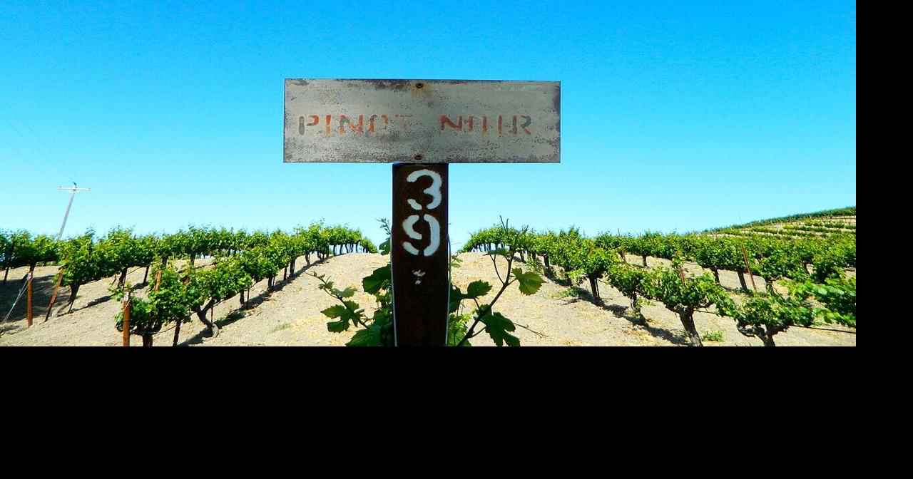 Sales are so low, California wineries are burning their vineyards Soumya Karlamangla | © 2025 The New York Times Company Jul 30, 2026 2 hrs ago