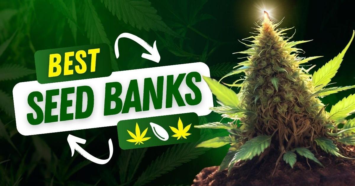 Best Seed Banks In The United States 300