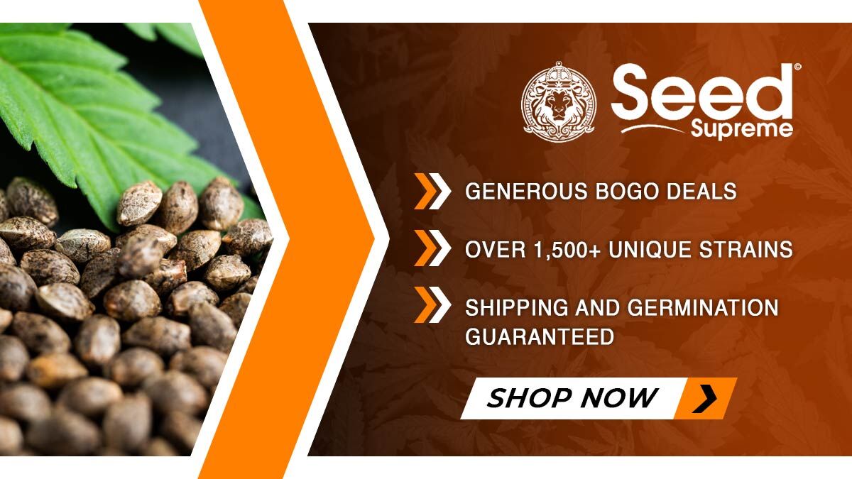 Best Seed Banks in the U.S. to Buy Cannabis Seeds Online | Marketplace |  sfweekly.com