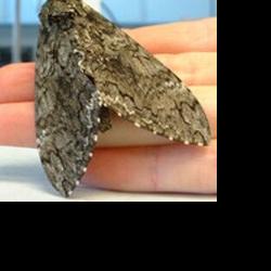 DARPA Creates Cyborg Spy Moths, Girls' Locker Rooms Everywhere ...