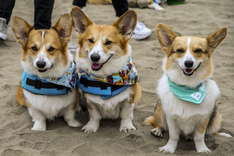 2019 Corgi-Con NorCal at Ocean Beach, San Franciscio, California