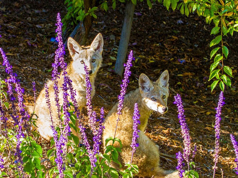 San Francisco's Coyotes are Back, and They are Thriving