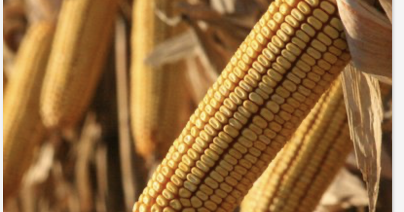 US farmers pay more for inputs than rivals