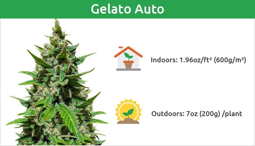 Best Autoflower Seeds Top 10 HighYielding Autoflower Strains Botany