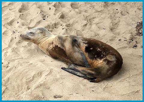 Sea lions are attacking swimmers in the San Francisco Bay