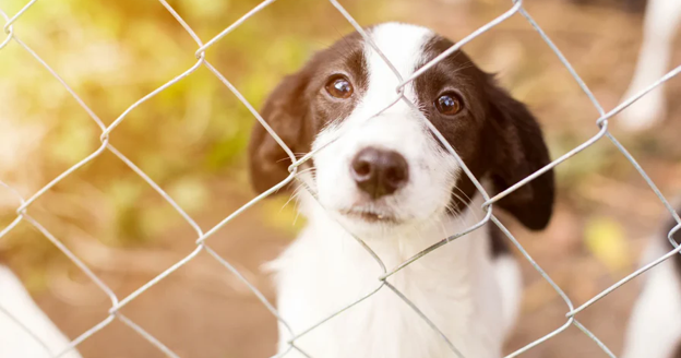 10 Animal Welfare Nonprofits Changing the San Francisco Bay Area: Vanessa Getty's SF Bay Humane Friends and More