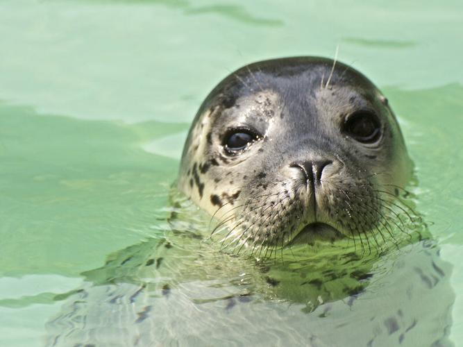 Sea lions are attacking swimmers in the San Francisco Bay