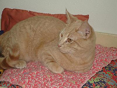 Charlie - Pet of the Week 7-22-07