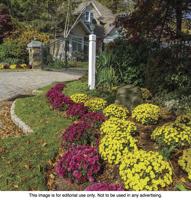A beginner’s guide to fall planting and maintenance