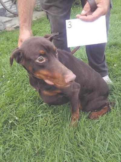 Animal Advocate Furious With Deal In Cruelty Case Local News Sharonherald Com