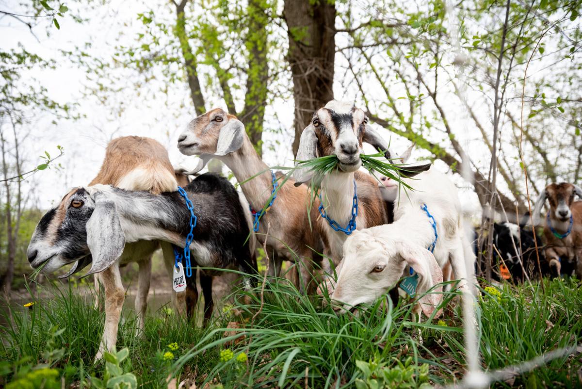 goats
