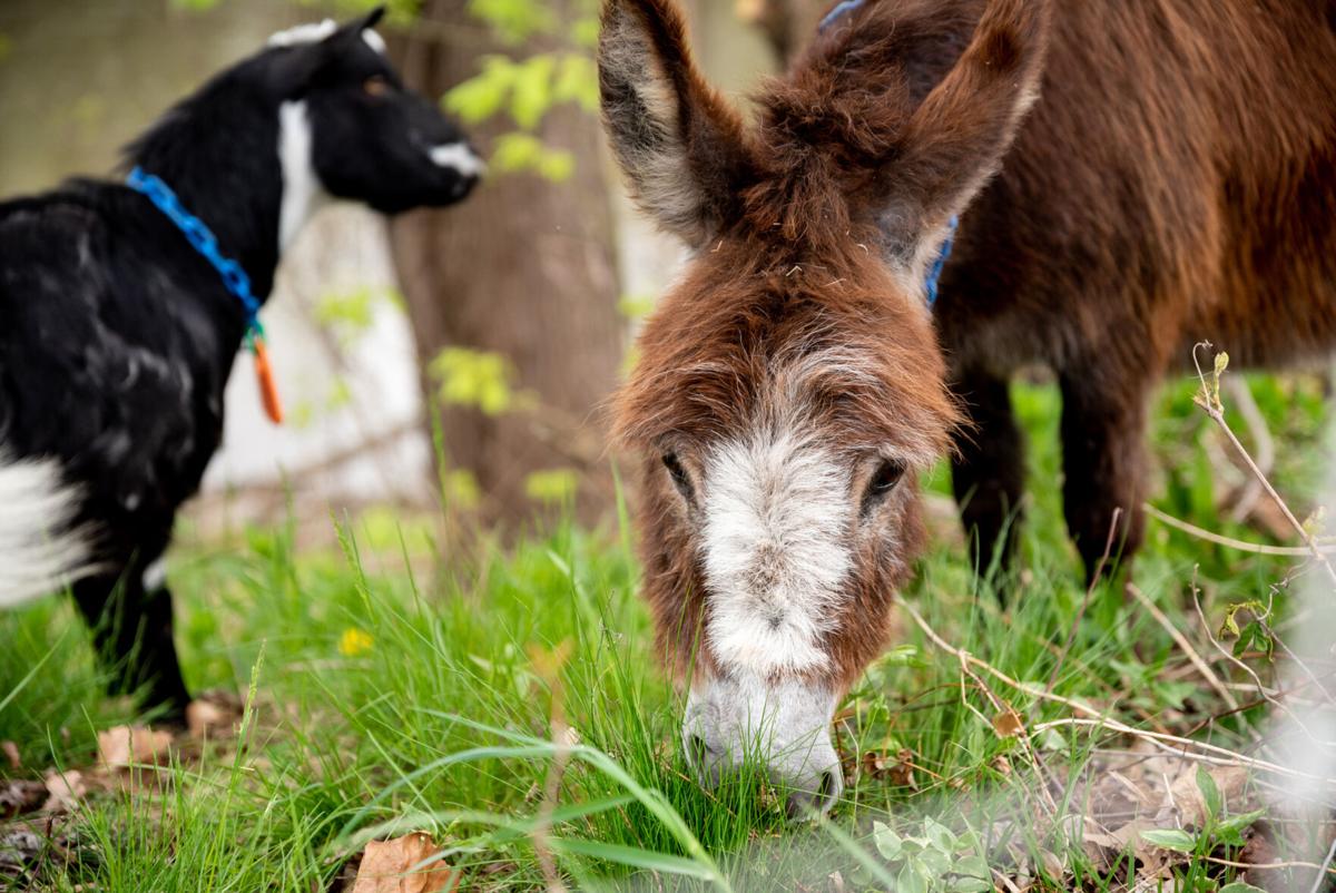 goats