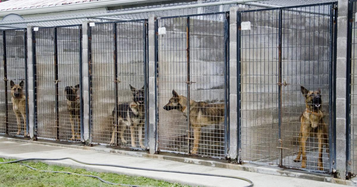 Accusing Dogs Man accused of taunting police dogs acquitted | News | sharonherald.com