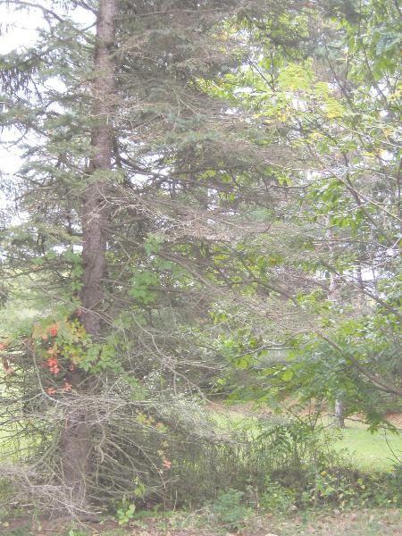 Singing The Blues Blight Hitting Area Blue Spruce Trees Local News Sharonherald Com