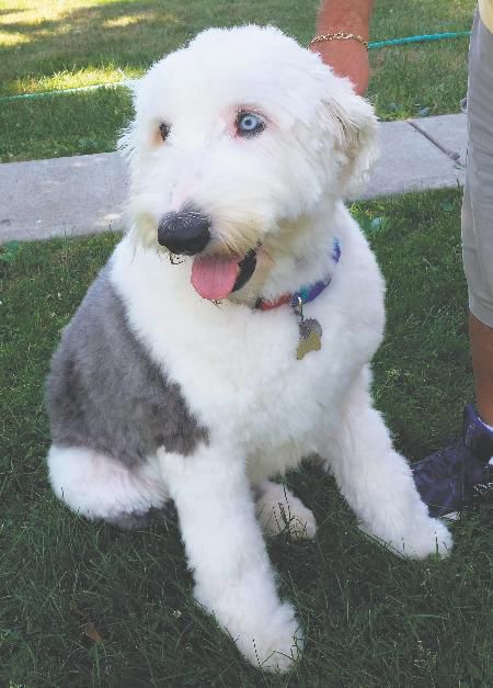 old english sheepdog blue eyes