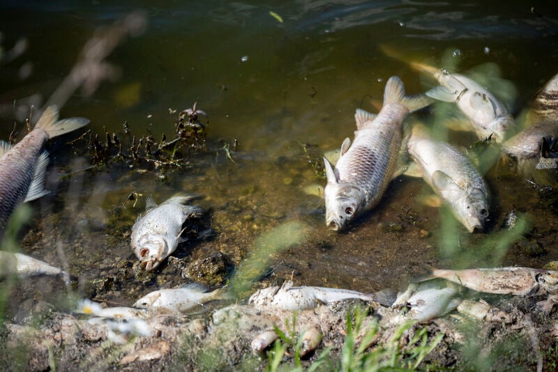 dead fish