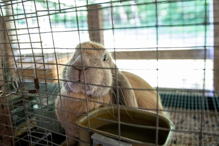 Mercer County Grange Fair poised to open Tuesday News