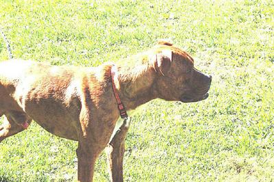 Dog owner sought